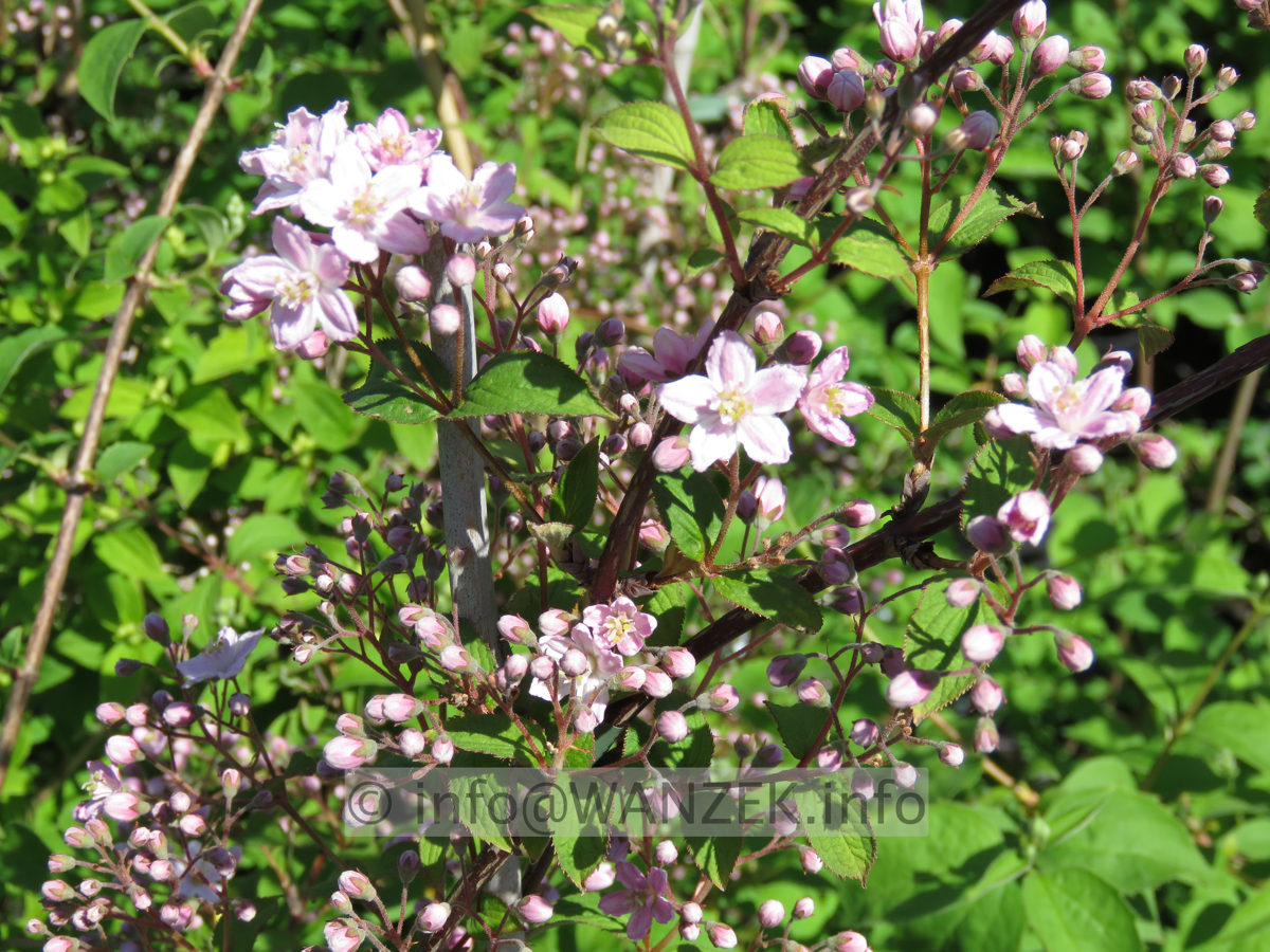 Deutzia elegantissima Rosalind 03a.JPG